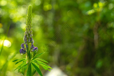 花园的绿色背景图片