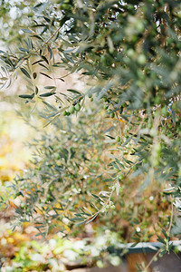 美丽背景橄榄枝有绿色水果模糊背景图片