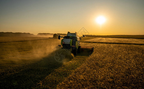 日落时在大麦田里收割谷物图片