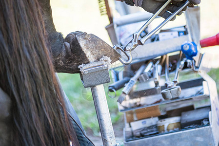 马蹄柿工作中的马蹄铁匠使用蹄铁匠钳锉刀和小刀修剪和塑造马背景