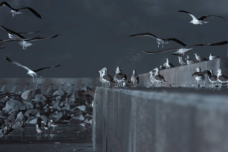 海鸥栖息在杜罗河口南码头的海上暴风雨日图片