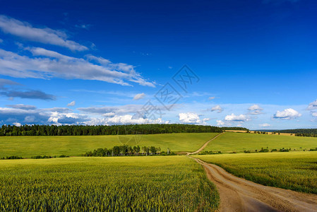 麦田森林云朵的夏日风景图片