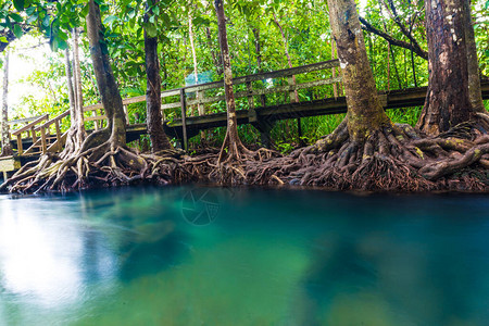 红树林森宁静的清洁水环境图片