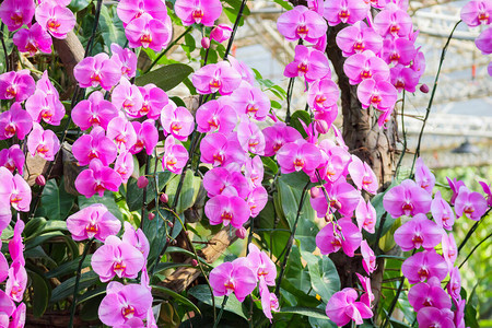 花园卉背景中盛开的美丽蝴蝶兰花图片