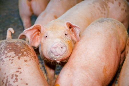 在一个有机农场饲养粉色猪皮图片