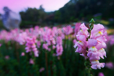 在植物园中露出晨露的粉红拉松花朵Antirr图片