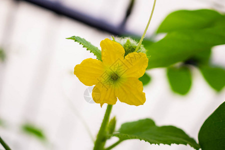 有机植物园中的瓜花黄绿叶图片