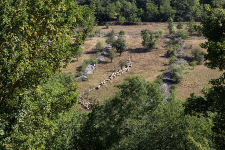 牧羊人把羊群从一个牧场赶图片