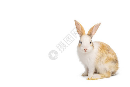 白种长耳朵的婴儿浅棕色和白斑兔子白图片