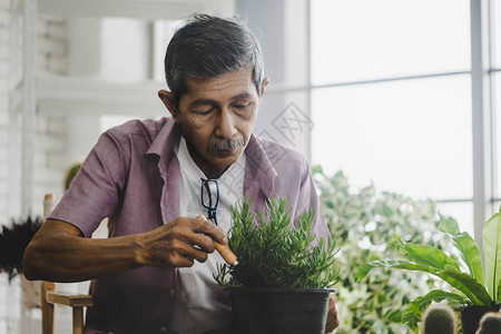 退休老人在自家温室里种菜图片