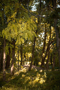 树秋天相思风景公园森林黄色季节叶子饱图片
