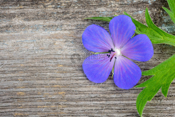 Cranesnill小花在图片