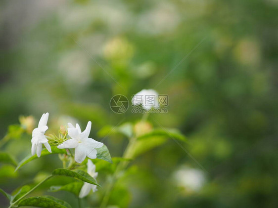 阿拉伯茉莉JasminumsambacOleaceae白花凉的香味在花园中以模糊的图片