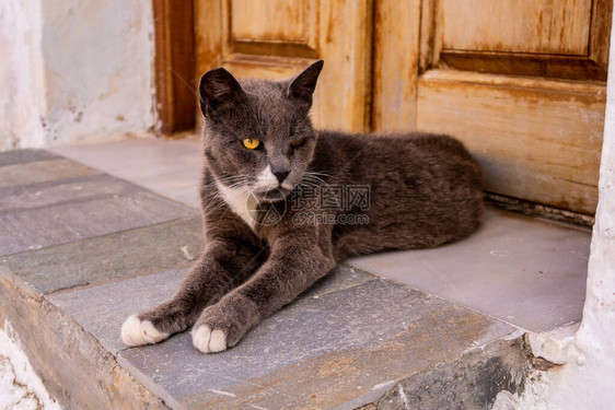 黄眼睛愤怒的灰猫和白猫躺在希腊米洛斯岛Pl图片