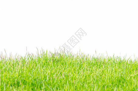 白背景隔离的喀里南草或日本草地的背景和侧视图纹理来自高尔夫球图片