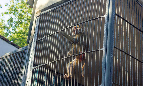 在动物园的猴子在图片