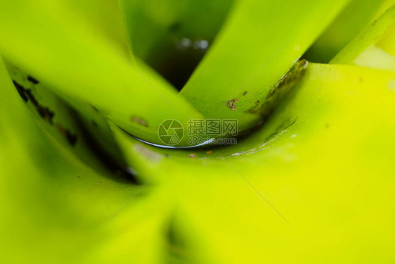 花园绿叶植物的死水图片