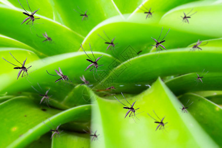 许多蚊子飞过花园里的叶子植物的积水图片