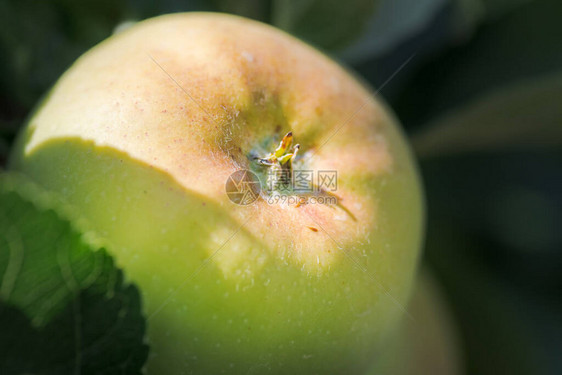 家庭花园种植的生态金青苹果无毒西图片