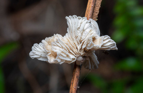 白色扇形野生蘑菇的近距离拍摄图片