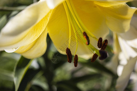 夏日花园里的黄百合特写图片