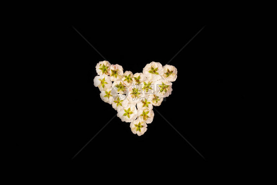 白小玫瑰的心框在黑色背景上情人节生日春天夏季概念平躺顶视复图片