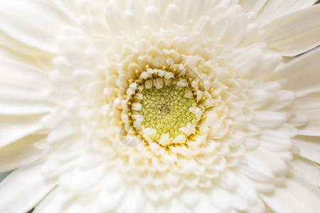 关闭白色和黄色花朵背景天然植物景观生态壁纸或概念的自然花粉封口(a)图片