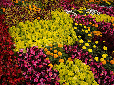 红色的Coleus植物有黄色边缘图片