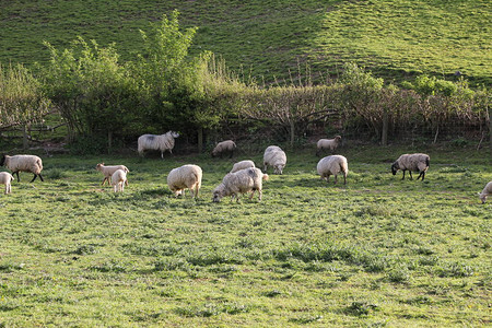 乡边的羊群图片