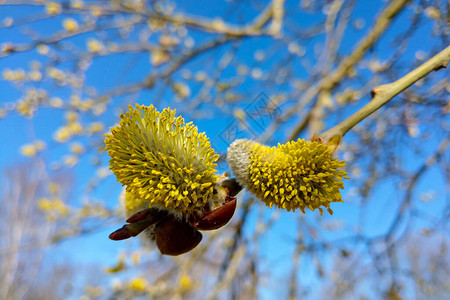黄色褪柳芽特写镜头在春天开花图片