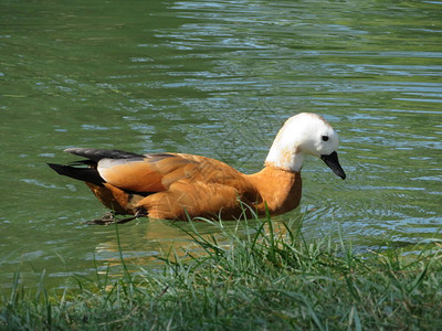 美丽的美色鸭子在河中游动图片