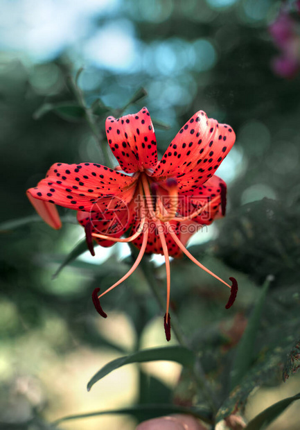 百合花在阳光下花园绿化的背景上呈红色夏季和秋季的背景花艺自然之美图片