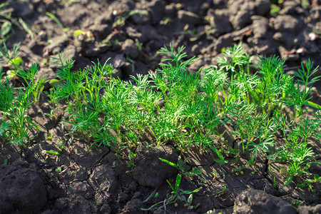 绿色的年轻莳萝生长在黑土露天的花园里农业育种的概念夏季图片