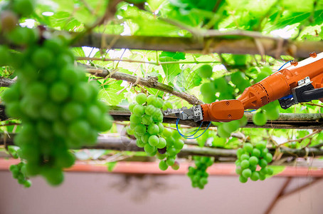 "机器人助手"机械臂在水果采摘果类水果中工作背景