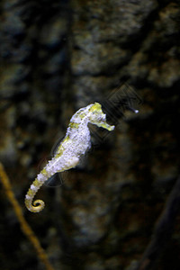 水族馆里的深海动物群图片