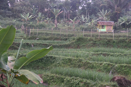 西爪哇稻田的早晨气氛图片