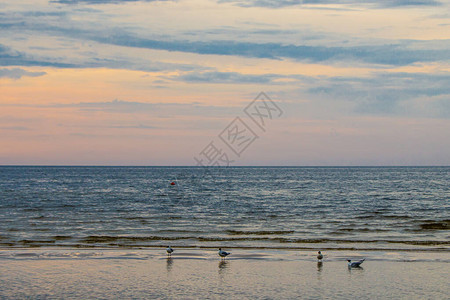 海鸥的美丽夏夜海景波罗的海拉脱维图片