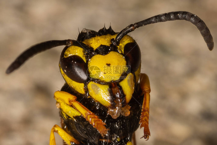 黄蜂对决老鹰全场激战直播呈现精彩瞬间与实时赛况分析