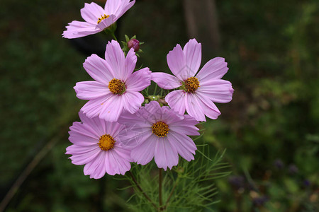 花花园里盛开的波斯菊花图片