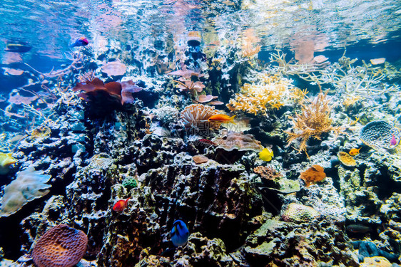 异国情调的热带鱼在水族馆的珊瑚礁和藻类之间游泳海洋和海洋图片