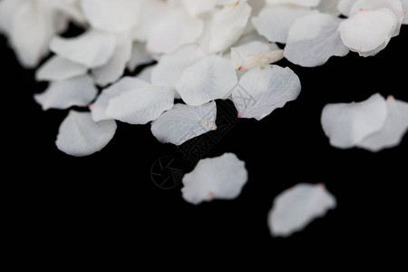 黑色背景上的白色花瓣图片