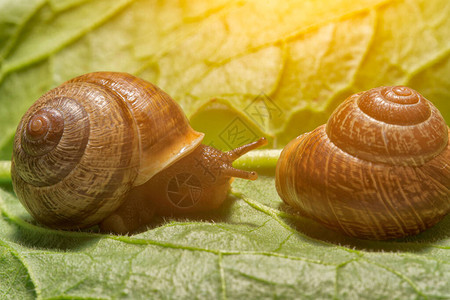 叶子上常见蜗牛的宏观镜头Helixpo图片
