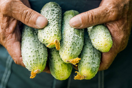 农夫手里拿着新鲜采摘的黄瓜图片