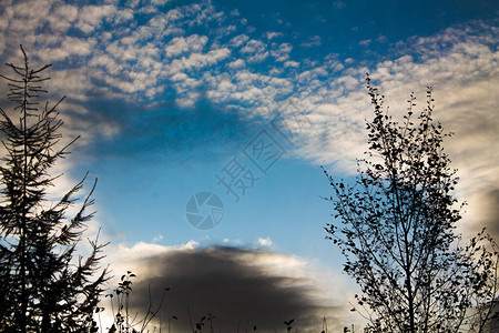 美丽的天空卷云蓝天映衬下的树枝图片