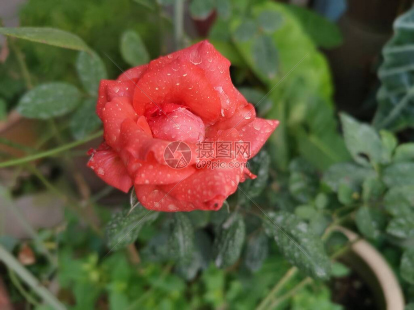 美丽的湿粉红色蔷薇jacq花图片