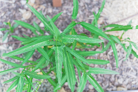 美国得克萨斯州达拉斯附近的菜园上种植的空心菜沼泽卷心菜康或ongchoy的特写灌木图片