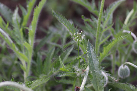 夏季植物绿色花叶夏季植被图片