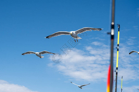 海鸥尾随渔船捕鱼棒和蓝天空底有薄图片