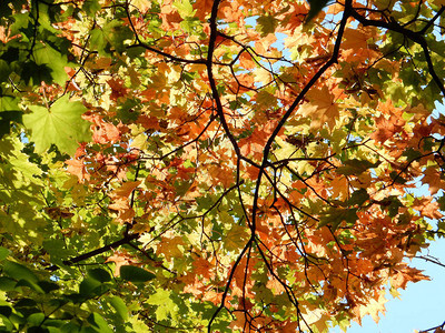 秋天黄色橙色绿色图片
