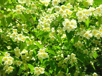 精细的白色茉莉花在夏天图片